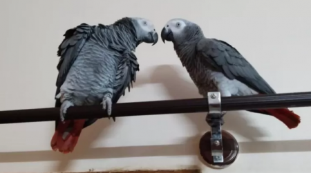 عائلة هندية تدفع الكثير لإستعادة ببغاء 